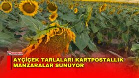 Manset-86-2