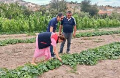 barbunya-ve-kornison-salatalik-da-hastalik-ve-zararli-denetimi_2fdb459ae13d