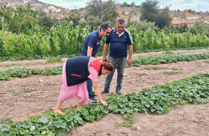 barbunya-ve-kornison-salatalik-da-hastalik-ve-zararli-denetimi_2fdb459ae13d