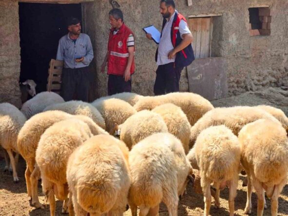 halk-elinde-kucukbas-islah-projelerinde-koyun-tespit-calismalari-devam-ediyor_025bd924739c