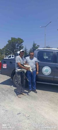yarali-leylek-koruma-altina-alindi_992149977432
