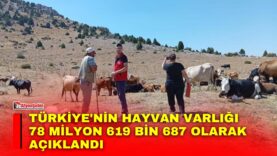 Manset-24-2