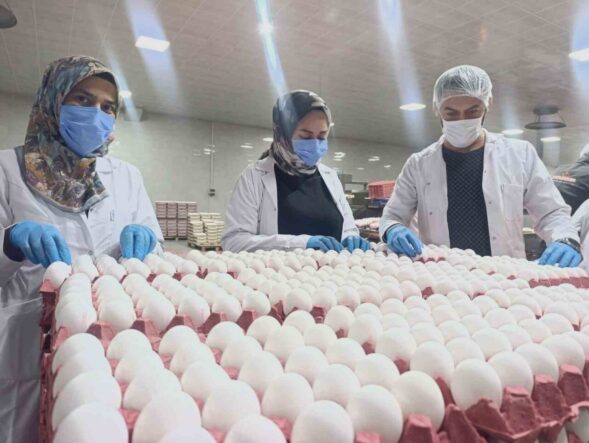 yumurta-fiyatlarina-kisa-vadede-zam-beklenmiyor_d70f33f77d48