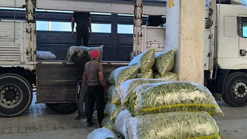 Fasulye fiyatları