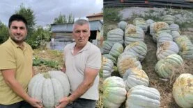 balkabağı
