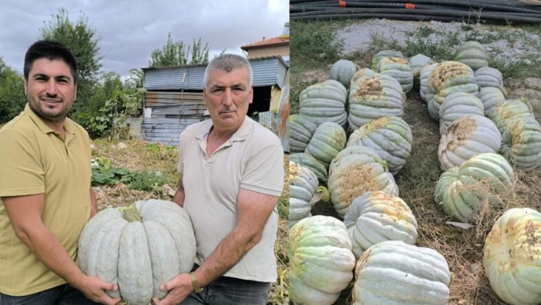 balkabağı