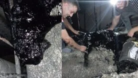 zifte düşen köpek