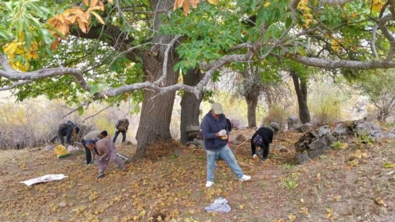 Kestane hasadı