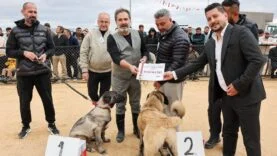 Köpek güzelik yarışması
