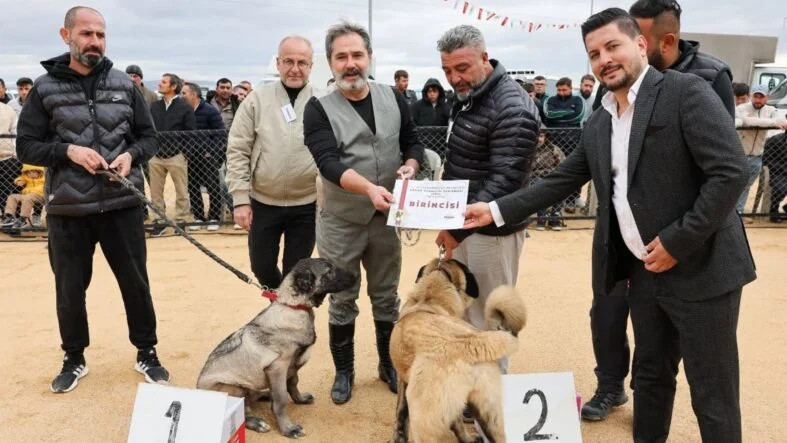 Köpek güzelik yarışması