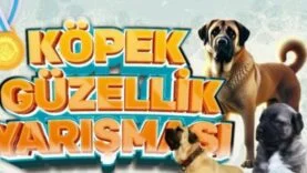 köpek güzellik yarışması