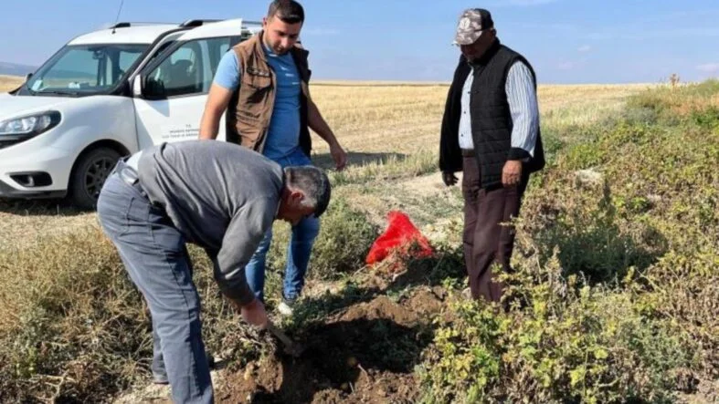 patates hasadı öncesi inceleme