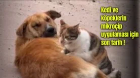Bir başlık ekleyin (13)