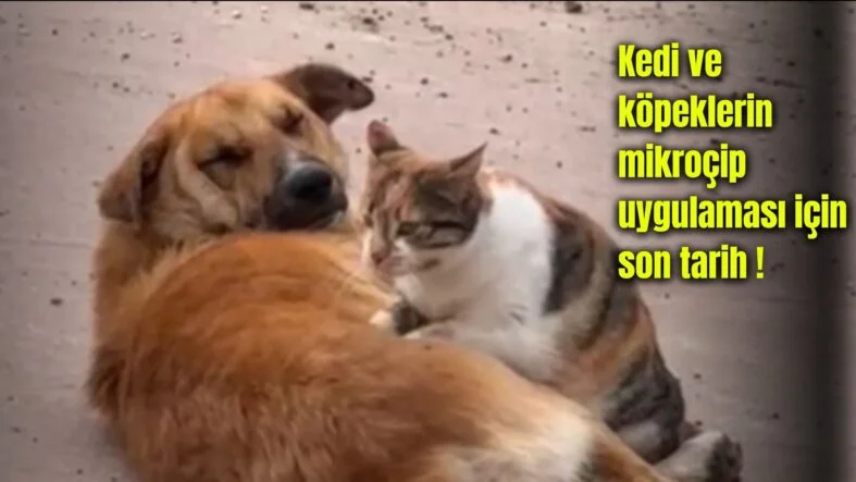 Bir başlık ekleyin (13)