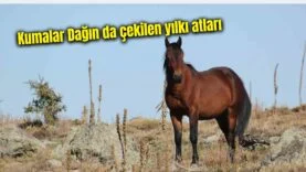 Bir başlık ekleyin (6)