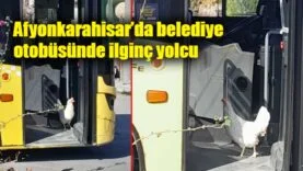 Otobüse binan tavuk