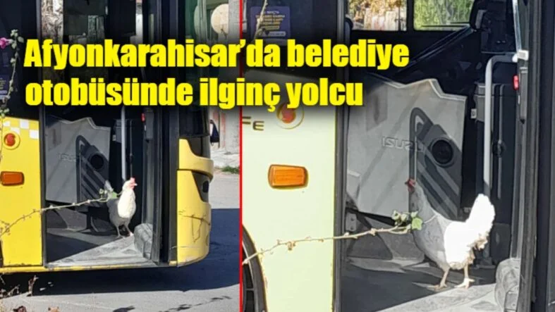 Otobüse binan tavuk
