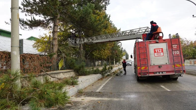 Şuhut ağaç budama