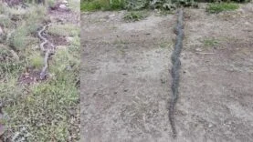 engerek yılanı