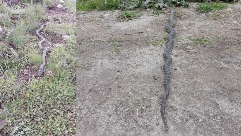 engerek yılanı