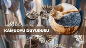 haşhaş tohumu