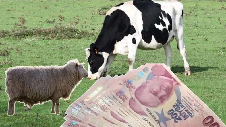 hayvancılık desteklemeleri