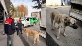 köpek dövüştürenler