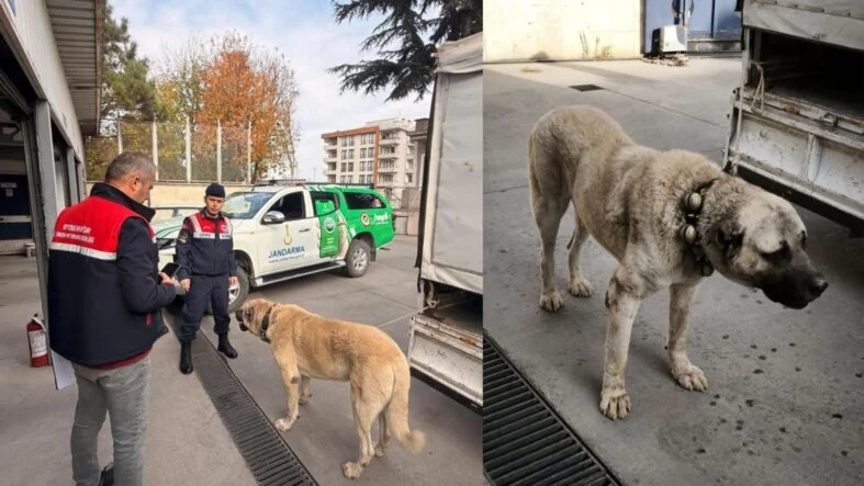 köpek dövüştürenler