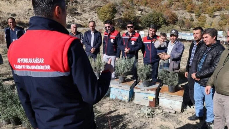 lavanta fidesi dağıtımı