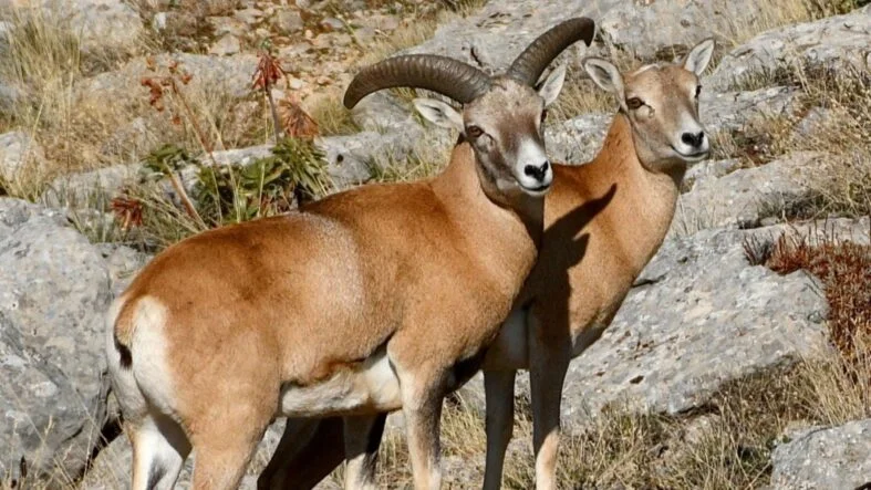 Anadolu Yaban koyunu