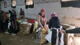 patates depolama