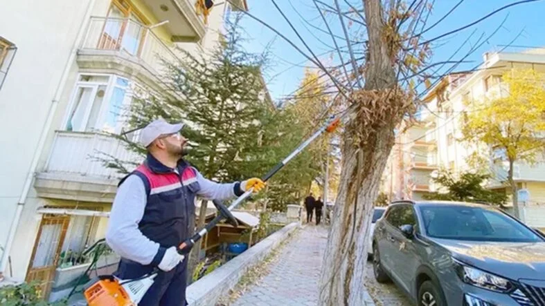 Yeşilyol ağaç