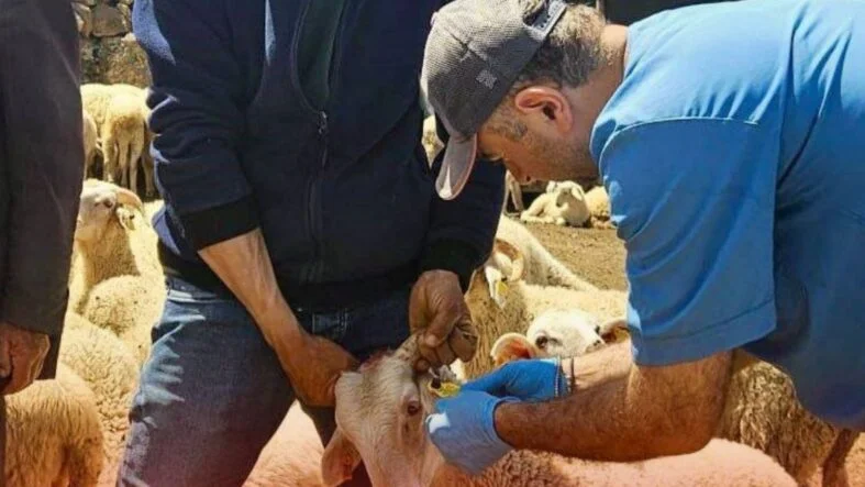 Halk elinde küçükbaş